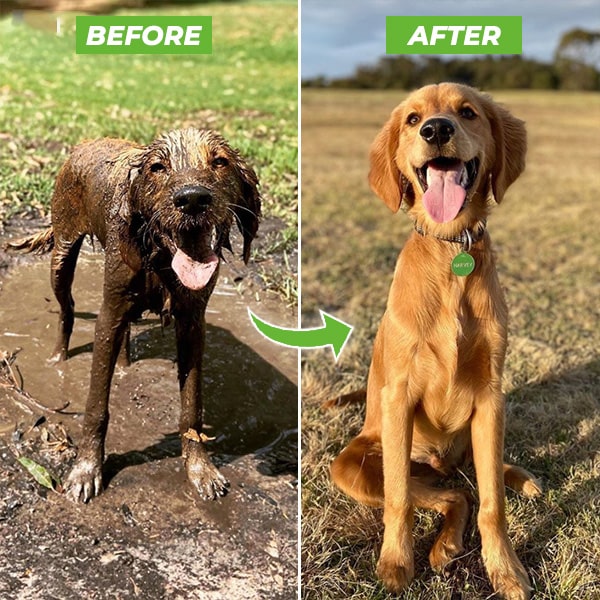 Dog Bath Shower head Sprayer - Pawfect Co.